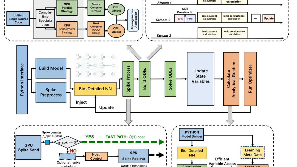 HelioX: A GPU-Native Framework for Simulation and Training of Biophysically Detailed Networks