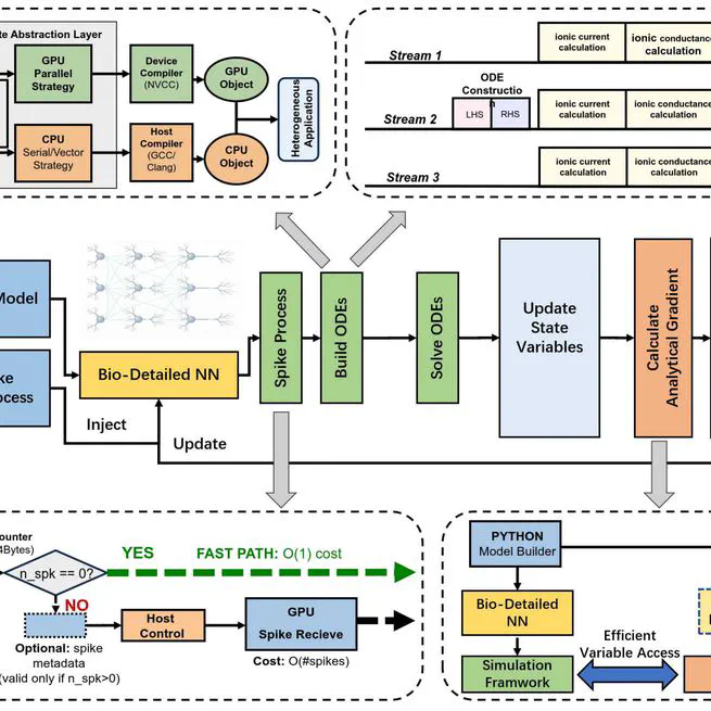 HelioX: A GPU-Native Framework for Simulation and Training of Biophysically Detailed Networks